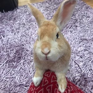 Meet your Posher, Donna